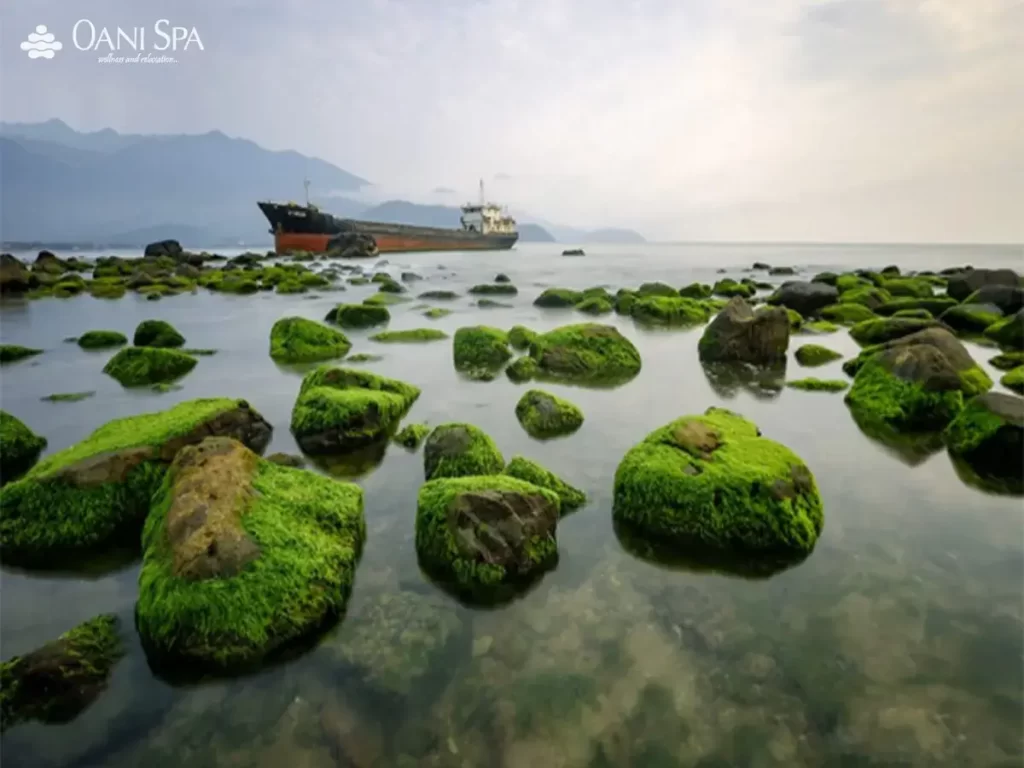 Mùa rêu mọc mà màu đẹp nhất khi đến bãi Rạn Nam Ô