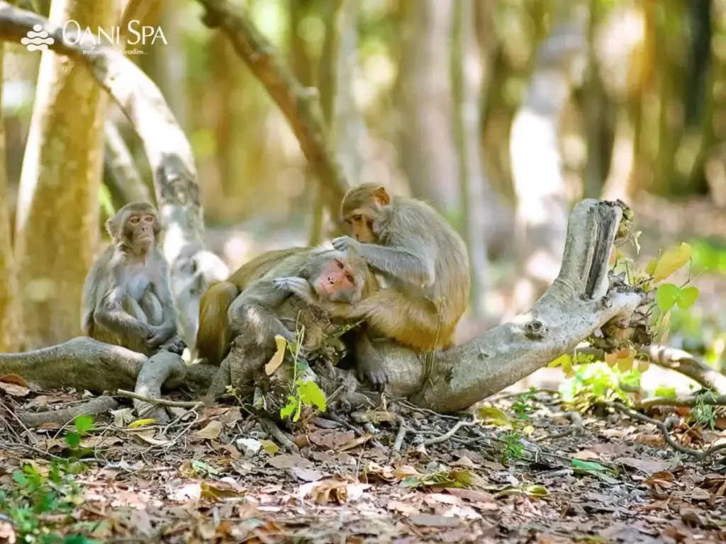 Đảo Khỉ - nơi bảo tồn loài khỉ