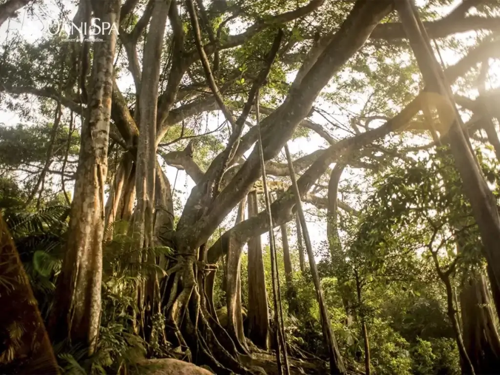 du lịch bán đảo sơn trà Cây đa ngàn năm tại bán đảo sơn trà