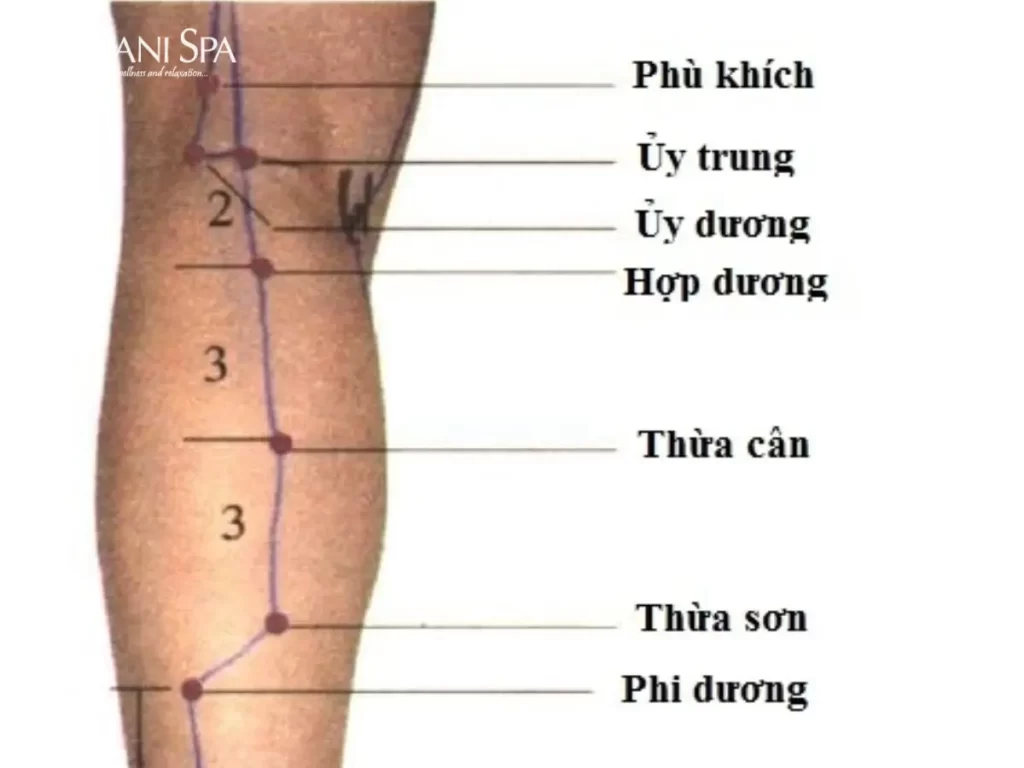 Các huyệt ở bắp chân Huyệt Ủy Trung