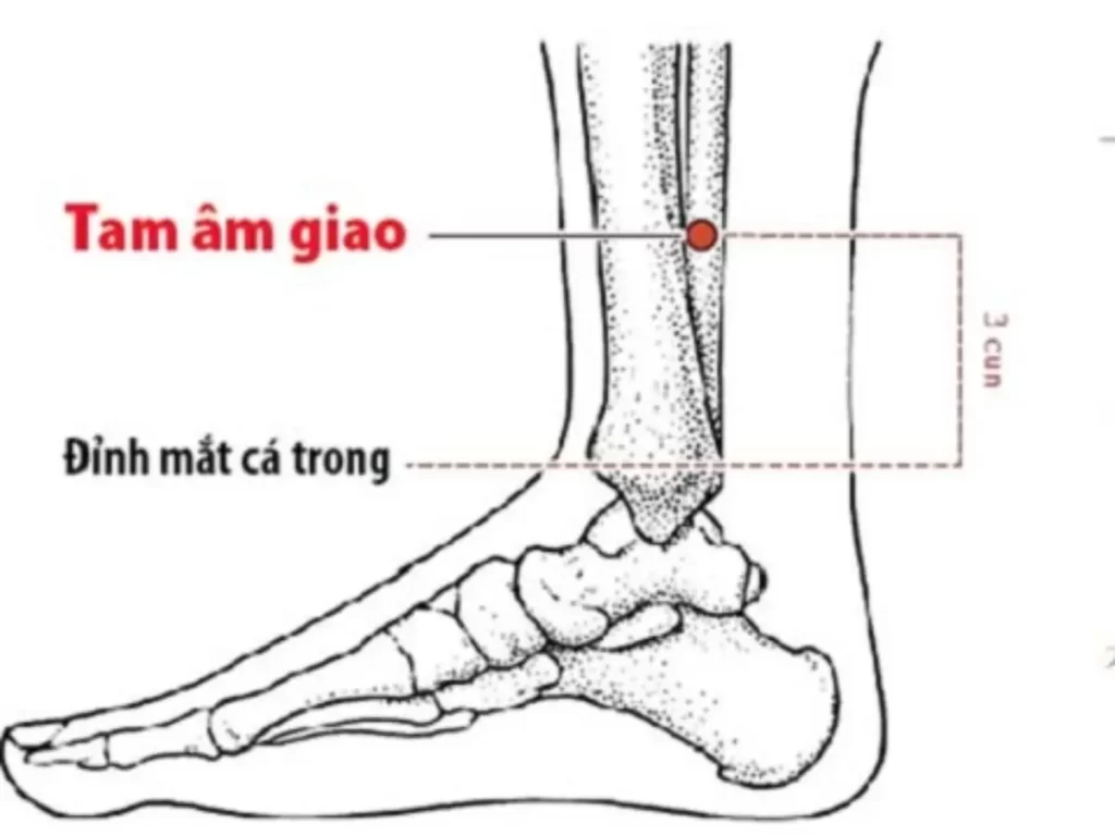 Các huyệt ở bắp chân Huyệt Tam Âm Giao