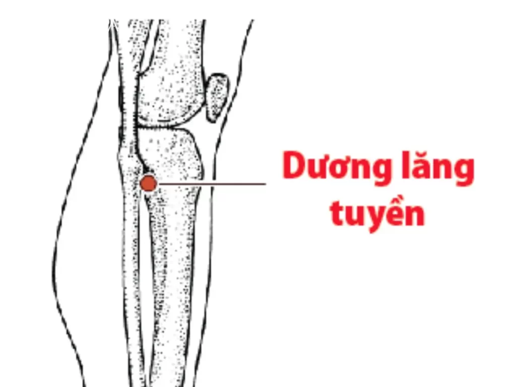 Các huyệt ở bắp chân Huyệt Dương Lăng Tuyền