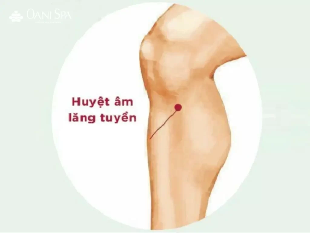Các huyệt ở bắp chân Huyệt Âm Lăng Tuyền