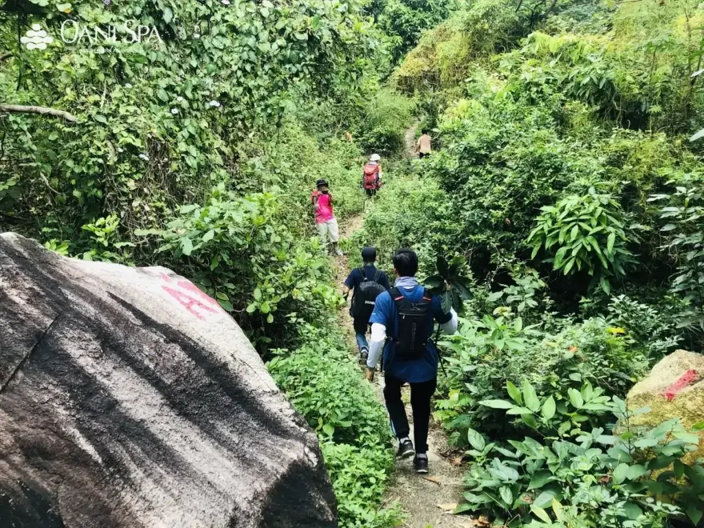 cây đa ngàn năm cây đa ngàn năm