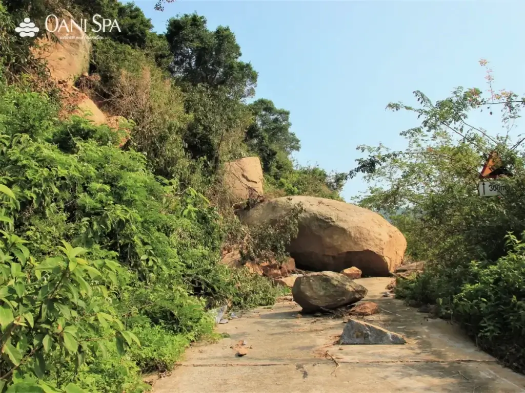 cây đa ngàn năm cây đa ngàn năm