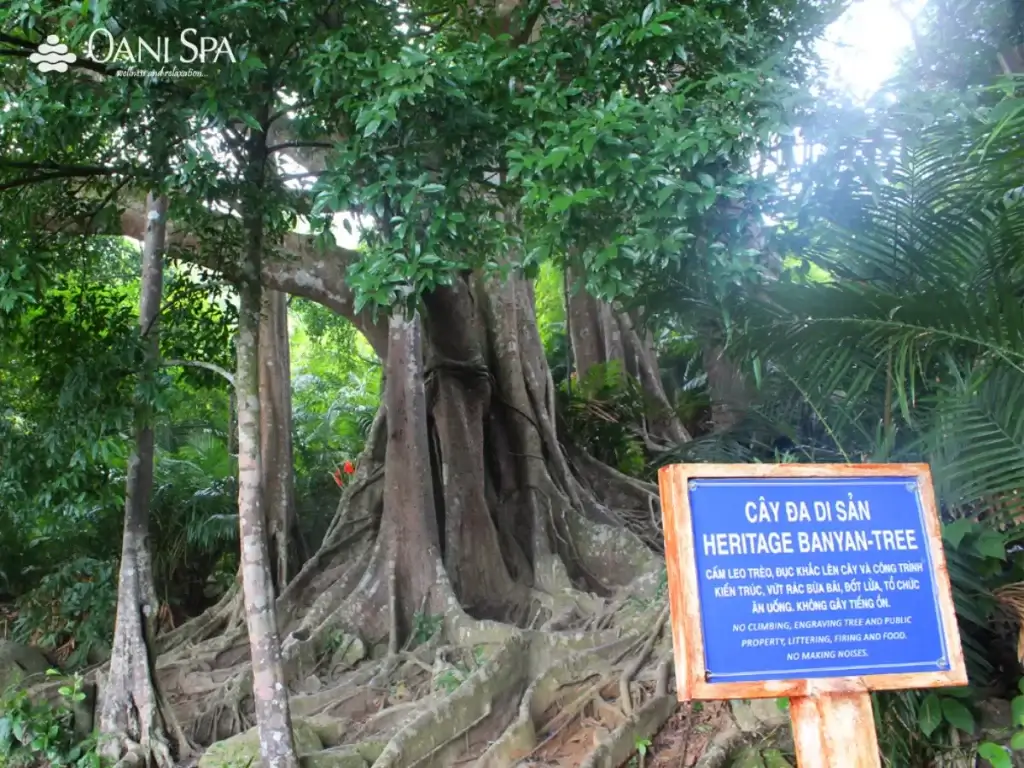 cây đa ngàn năm cây đa ngàn năm