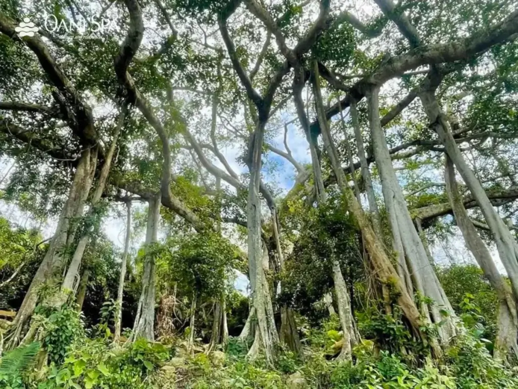 cây đa ngàn năm cây đa ngàn năm