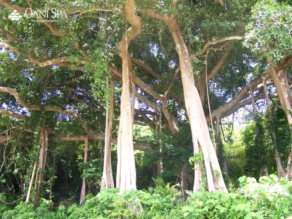 cây đa ngàn năm cây đa ngàn năm