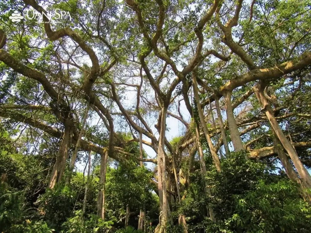 cây đa ngàn năm cây đa ngàn năm