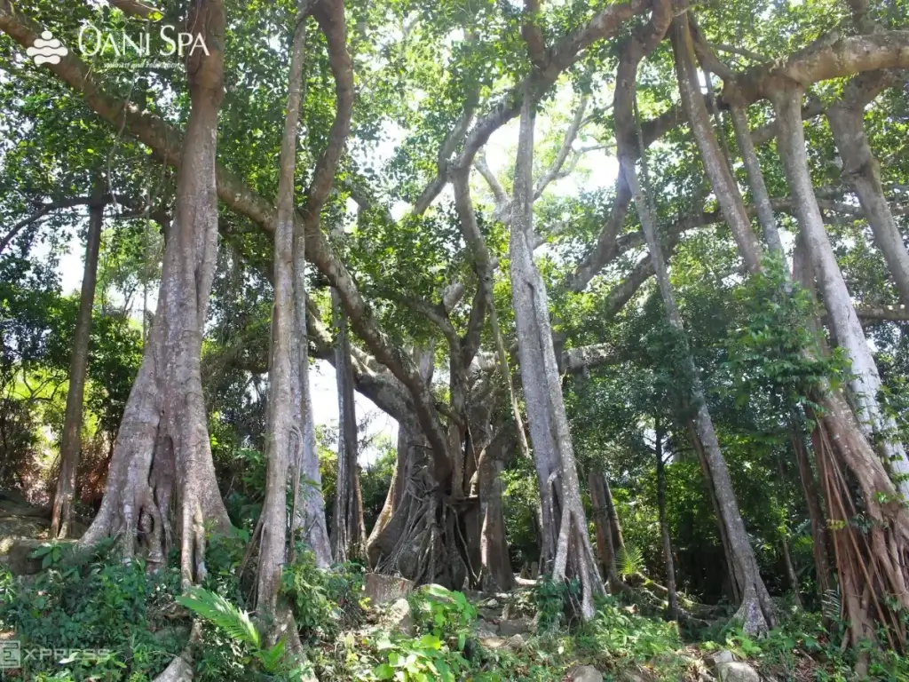 cây đa ngàn năm cây đa ngàn năm