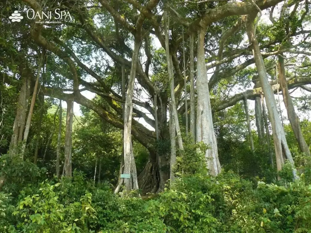 cây đa ngàn năm cây đa ngàn năm