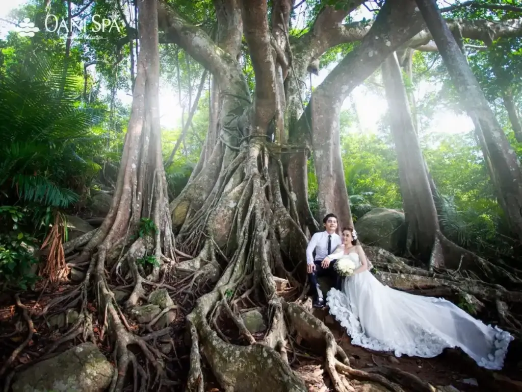 cây đa ngàn năm cây đa ngàn năm