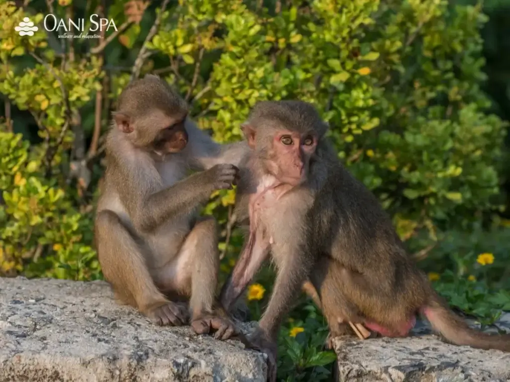 cây đa ngàn năm cây đa ngàn năm