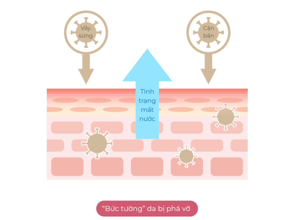 Nước hoa hồng tái tạo tế bào gốc Nước hoa hồng tái tạo tế bào gốc