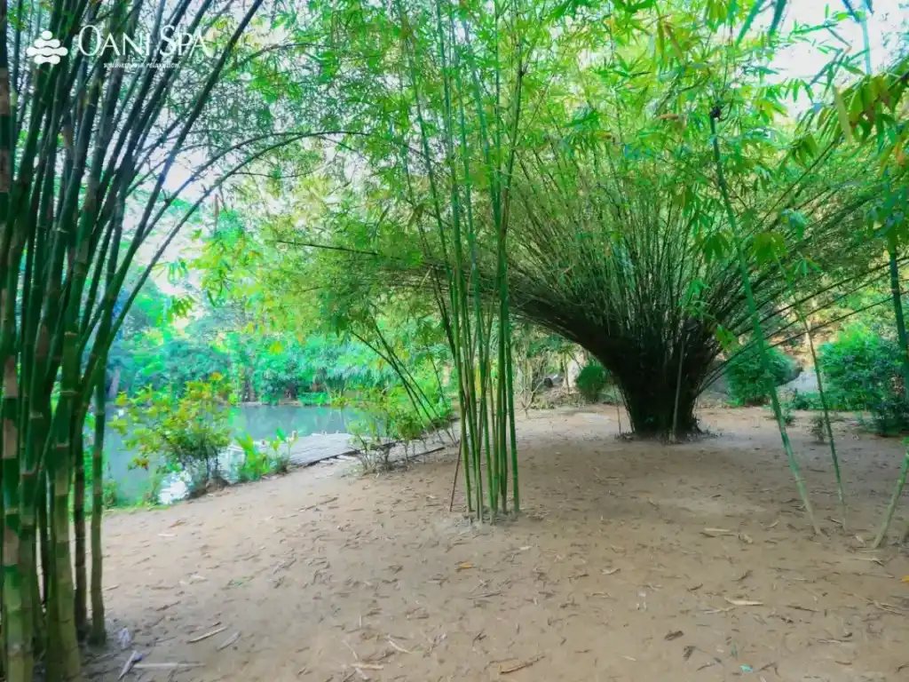 sơn trà tịnh viên