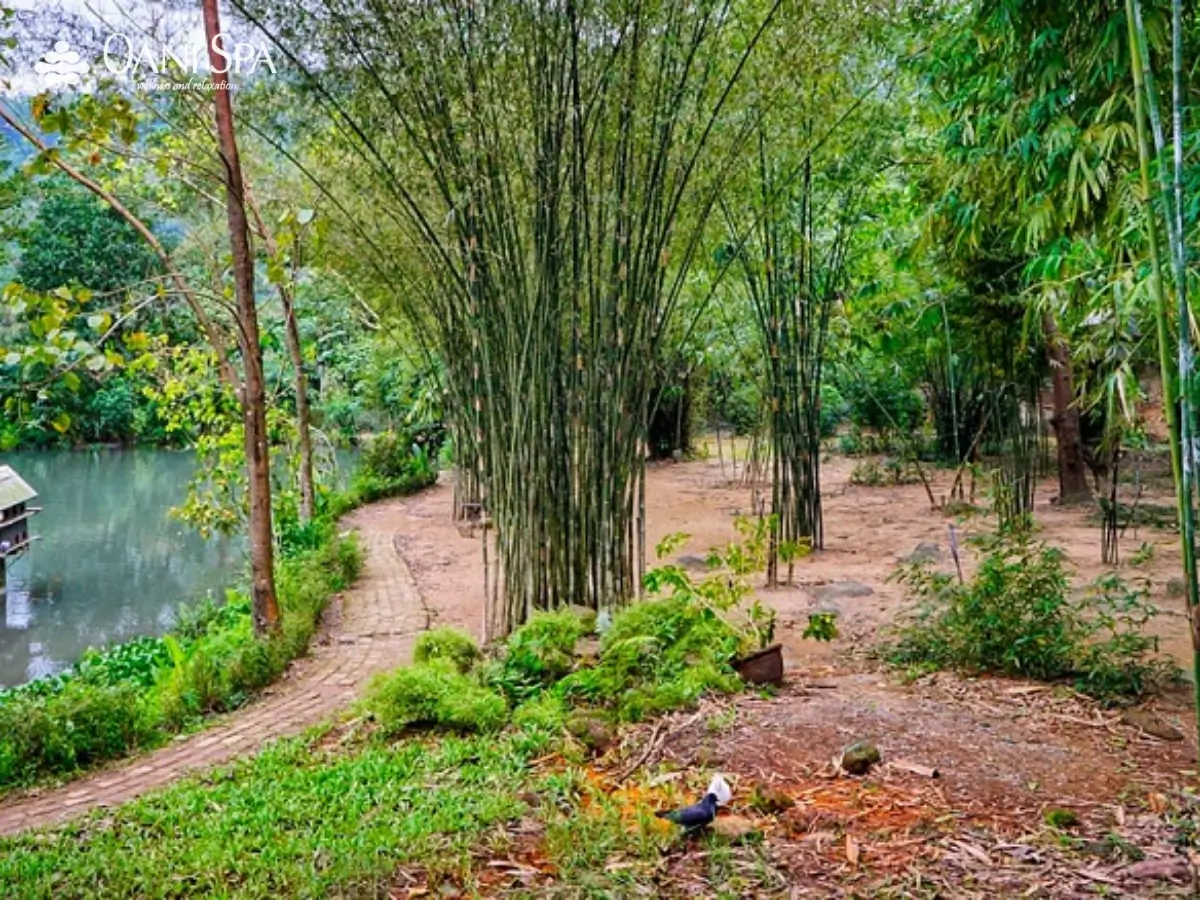 sơn trà tịnh viên