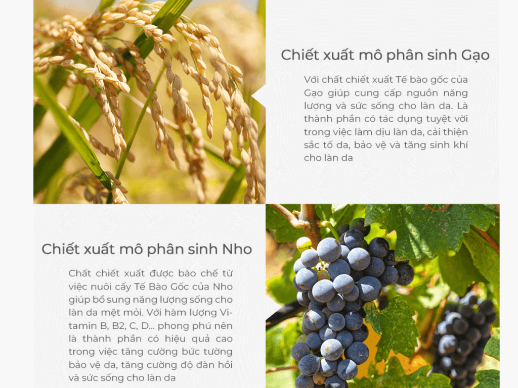 Tinh chất huyết thanh tế bào gốc thực vật Plant Stem Cell Repair Ampoule Serum