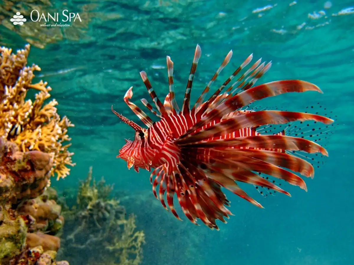 Bảo tàng Lịch sử Quân sự Việt Nam