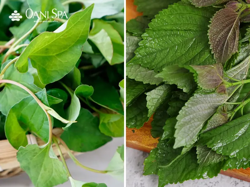 xông mặt bằng lá tía tô Xông mặt bằng lá tía tô trị nám với lá diếp cá