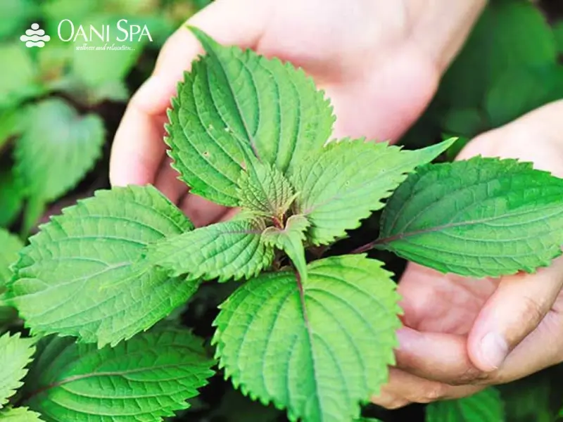 xông mặt bằng lá tía tô Xông mặt bằng lá tía tô