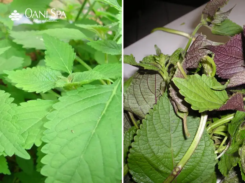 xông mặt bằng lá tía tô Lá tía tô xông mặt kết hợp ngải cứu
