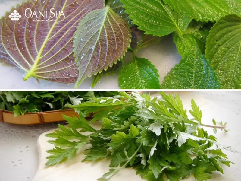 xông mặt bằng lá tía tô Xông hơi mặt bằng lá tía tô và lá kinh giới