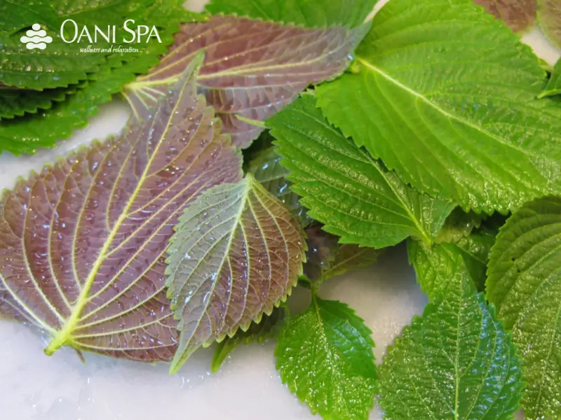 cách ngâm chân với thảo dược Những loại thảo dược ngâm chân nào tốt