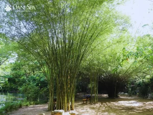 sơn trà tịnh viên